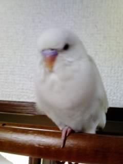 image/toriko-2007-05-10T18:51:55-1.JPG